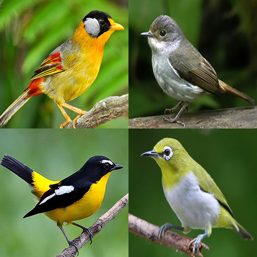 Birds Memory Game icon