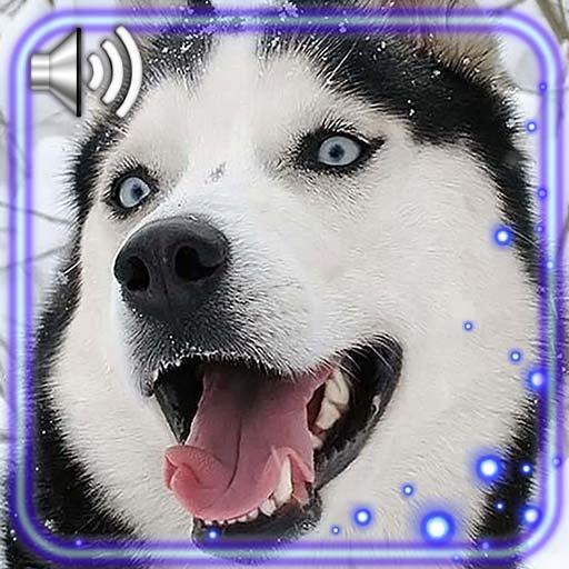 Husky Dogs icon