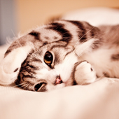 Funny Cats Cute New Jigsaw Puzzles icon