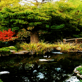 Jungle Pond Live Wallpaper icon