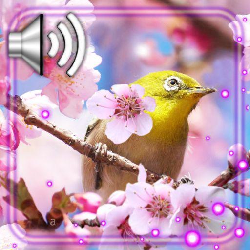 Birds Sounds Live Wallpaper icon