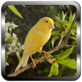 Canary Bird Sound Ringtones icon
