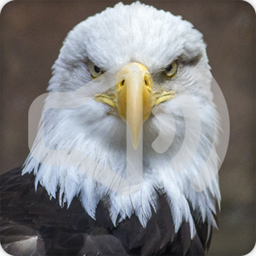 Eagle Sounds Ringtone icon