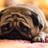 Pug Dogs Jigsaw Puzzles icon