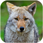Coyote Sounds icon