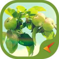 Theme Apple on 9Apps