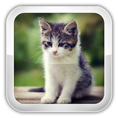 Cat Games For Kids icon
