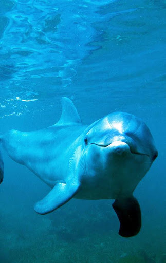 Dolphins Wallpaper screenshot 3