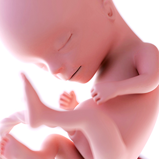 Mi embarazo por semanas icon