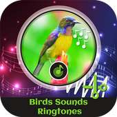 Birds Sounds Ringtones on 9Apps