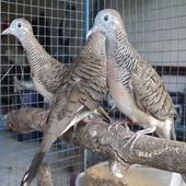 ikon Kicau Perkutut Master