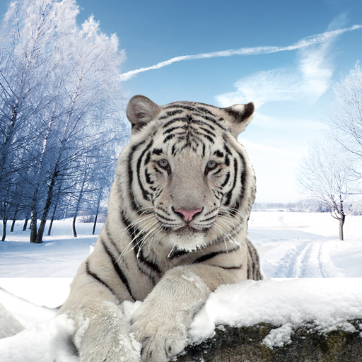 Arctic Tiger Simulator: Wild Family Survival icon