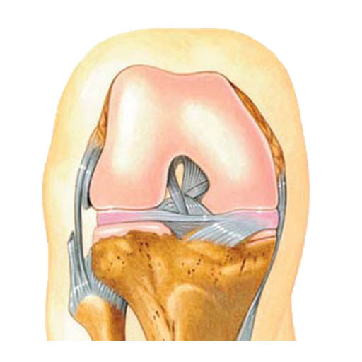 Ayuda Visual en Traumatología icon