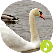 Duck Sounds Ringtones icon