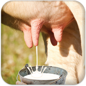 Milk Cow Game icon