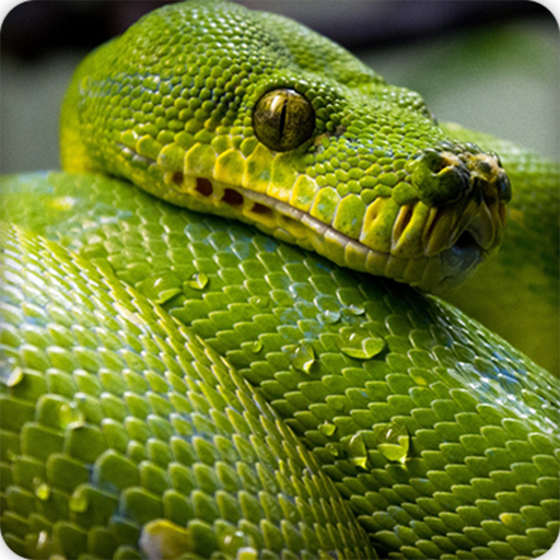 Snake Sounds Ringtone icon