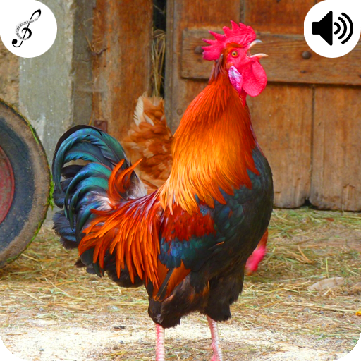 Rooster Sound icon