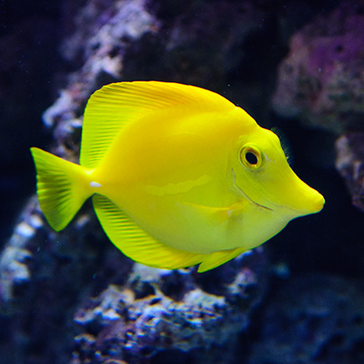 Fish Puzzle Games icon