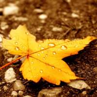 Autumn Wallpaper (4k) on 9Apps