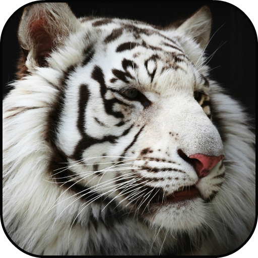 White Tigers Lock Screen Wallpaper أيقونة