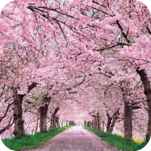 Cherry Blossom HD Wallpaper icon