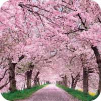 Cherry Blossom Wallpaper Best 4K on 9Apps