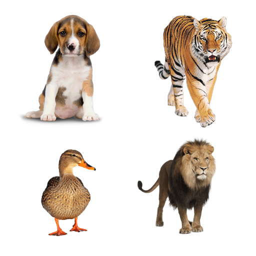 Kids Learn Animals Sounds &amp; Animals English Names icon