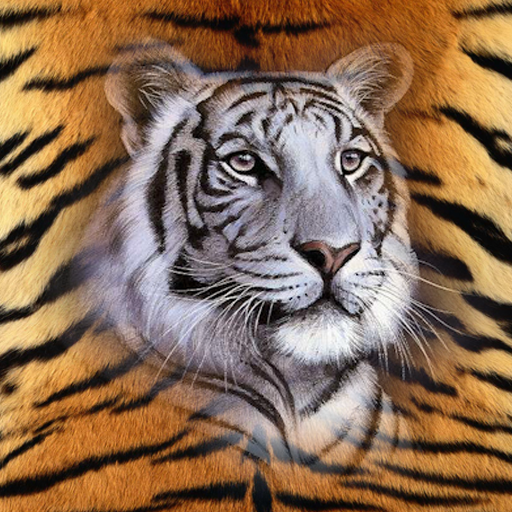 Tiger Wallpapers HD icon