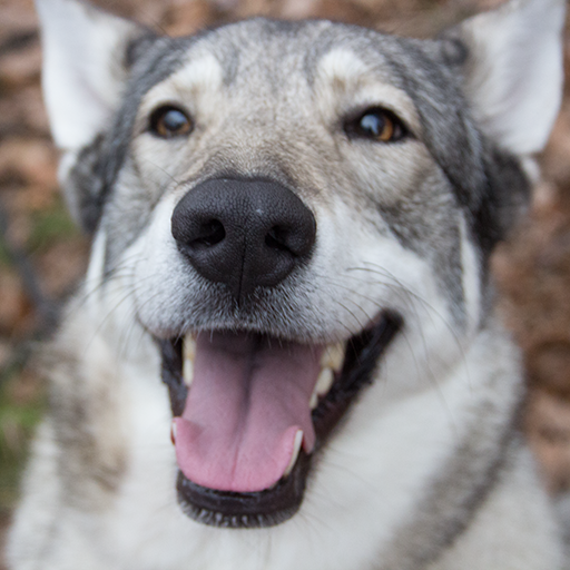 Barf Rechner Lite icon