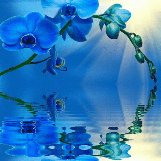 Blue Orchid Live Wallpaper icon