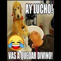 Frases Graciosas con imagenes on 9Apps