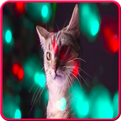 cat song icon
