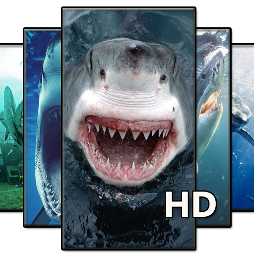Shark Wallpaper HD icon
