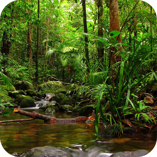 Jungle Wallpapers HD icon