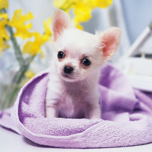 Chiwawa Dog HD Wallpaper icon