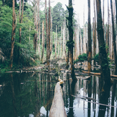 Jungle Wallpapers icon