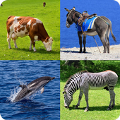 Guess the Mammal icon