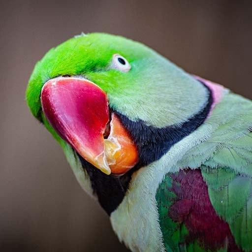Parrot Sounds - Ringtones &amp; Notification icon