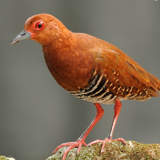 Red-legged Crake bird Sounds icon