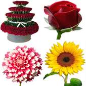 autocollants fleurs 2020 pour WhatsApp - WASticker