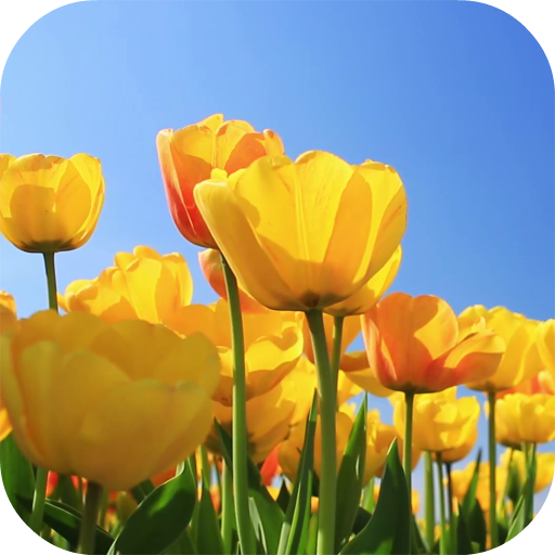 Tulips 4K Video Live Wallpaper icon
