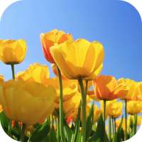 Tulips 4K Video Live Wallpaper on 9Apps