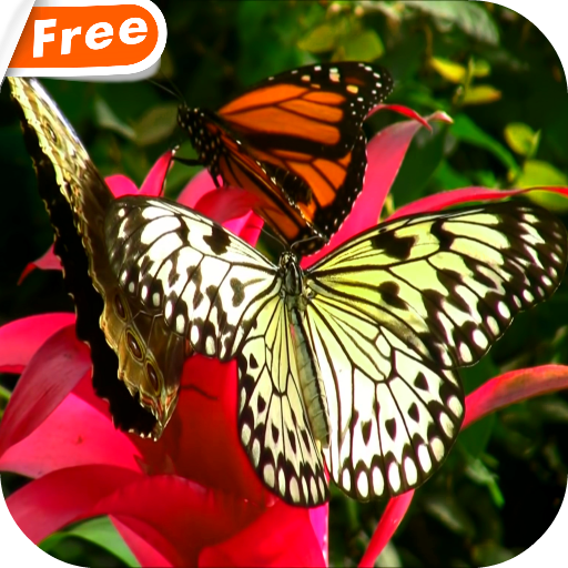 Butterfly And Flower Video LWP icon