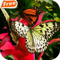 Butterfly And Flower Video LWP
