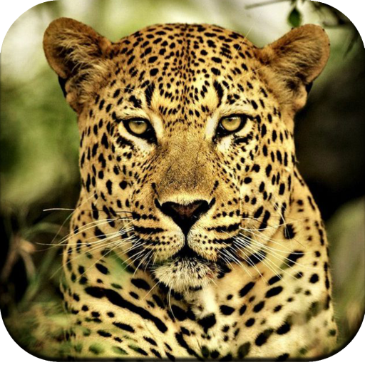 Cheetah Wallpaper 4K icon