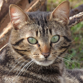 Cat Simulator Pet The Cat App icon