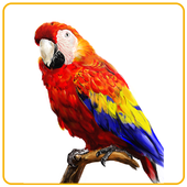 Bird Sounds &amp; Ringtones Free icon