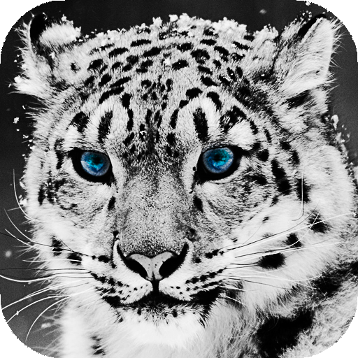 Snow Leopard Wallpaper HD : backgrounds &amp; themes icon