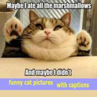 funny cat pictures with captions