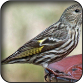 Siskin Wallpapers icon